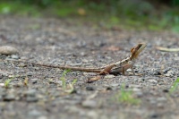 Bazilisek paskovany Basiliscus vittatus Brown Basilisk o8518